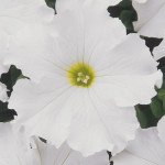 Петунія Дрімс F1 біла (white) /1.000 насінин (драже)/ *Pan American*