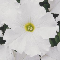 Петунія Дрімс F1 біла (white) /1.000 насінин (драже)/ *Pan American*
