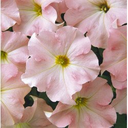 Петунія Дрімс F1 яблуневий цвіт (appleblossom) /1.000 насінин (драже)/ *Pan American*