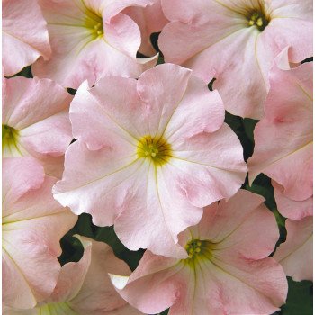 Петуния Дримс F1 яблоневый цвет (appleblossom) /1.000 семян (драже)/ *Pan American*