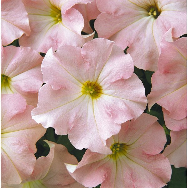 Насіння петунії Дрімс F1 яблуневий цвіт (appleblossom) /1.000 насінин (драже)/ *Pan American*