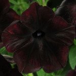 Петуния Дебонейр F1 блек чери /100 семян/ *Pan American*
