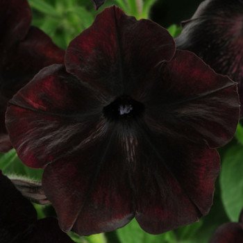 Петуния Дебонейр F1 блек чери /100 семян/ *Pan American*