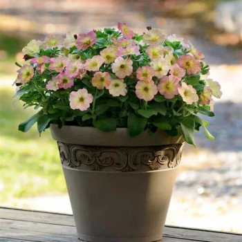 Петуния Дебонейр F1 дасти роуз /100 семян/ *Pan American*