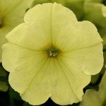 Петуния Дебонейр F1 лайм грин /100 семян/ *Pan American*