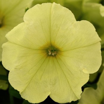 Петуния Дебонейр F1 лайм грин /100 семян/ *Pan American*