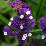 Кермек QIS пурпурний (purple) /1.000 насінин/ *Pan American*