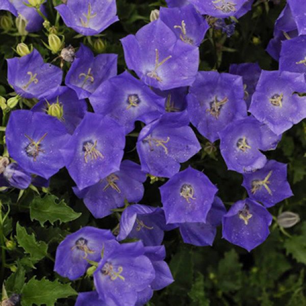 Семена колокольчика Жемчужина темно-синий (deep blue) /100 семян (драже)/ *Benary*