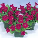 Мимулюс Мистик F1 вайн (wine) /100 семян (драже)/ *Sakata*