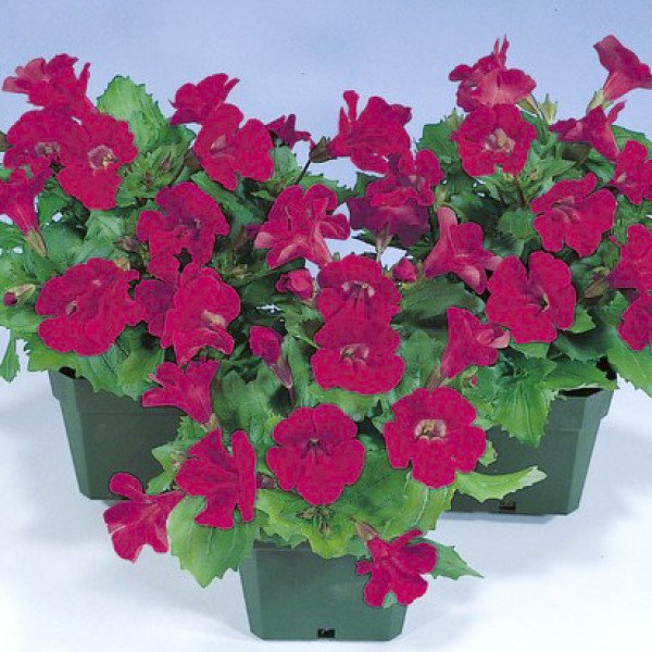 Насіння мімулюса Містік F1 вайн (wine) /100 насінин (драже)/ *Sakata*