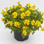 Мімулюс Містік F1 жовтий з крапкою (yellow with spots) /100 насінин (драже)/ *Sakata*