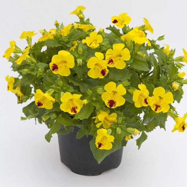 Семена мимулюса Мистик F1 желтый с точкой (yellow with spots) /100 семян (драже)/ *Sakata*