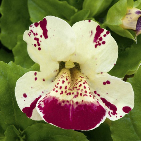 Насіння мімулюса Містік F1 кремовий з точкою (cream with spots) /100 насінин (драже)/ *Sakata*