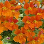 Мімулюс Містік F1 помаранчевий (orange) /100 насінин (драже)/ *Sakata*