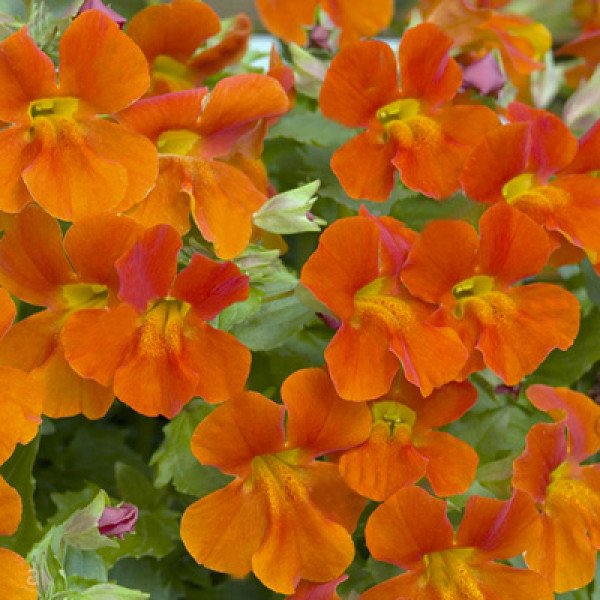 Семена мимулюса Мистик F1 оранжевый (orange) /100 семян (драже)/ *Sakata*