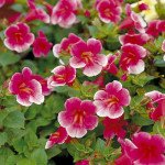 Мімулюс Містік F1 рожевий (pink) /100 насінин (драже)/ *Sakata*