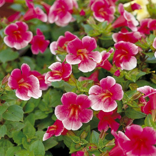 Насіння мімулюса Містік F1 рожевий (pink) /100 насінин (драже)/ *Sakata*