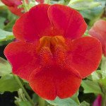 Мимулюс Мистик F1 скарлет (scarlet) /100 семян (драже)/ *Sakata*