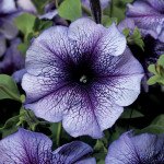 Петунія Трітунія F1 синя з прожилками (blue veined) /1.000 насінин (драже)/ *Syngenta*