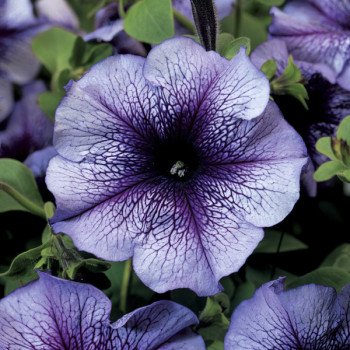 Петуния Тритуния F1 синяя с прожилками (blue veined) /1.000 семян (драже)/ *Syngenta*