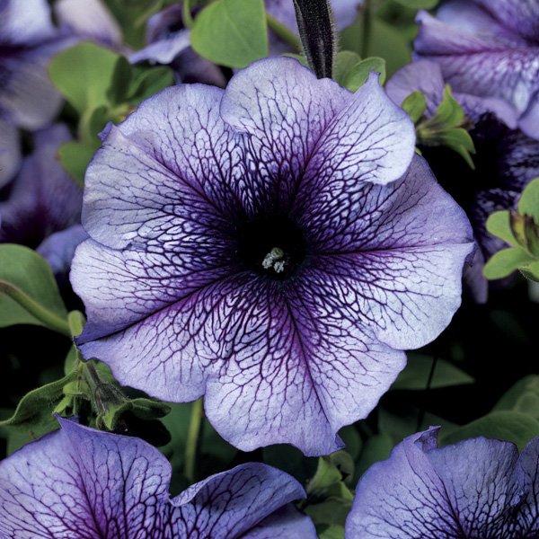 Семена петунии Тритуния F1 синяя с прожилками (blue veined) /1.000 семян (драже)/ *Syngenta*