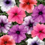 Петуния Тритуния F1 смесь с прожилками (veined mix) /1.000 семян (драже)/ *Syngenta*