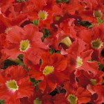 Петуния Аладдин F1 оранжевая /1.000 семян/ *Benary*