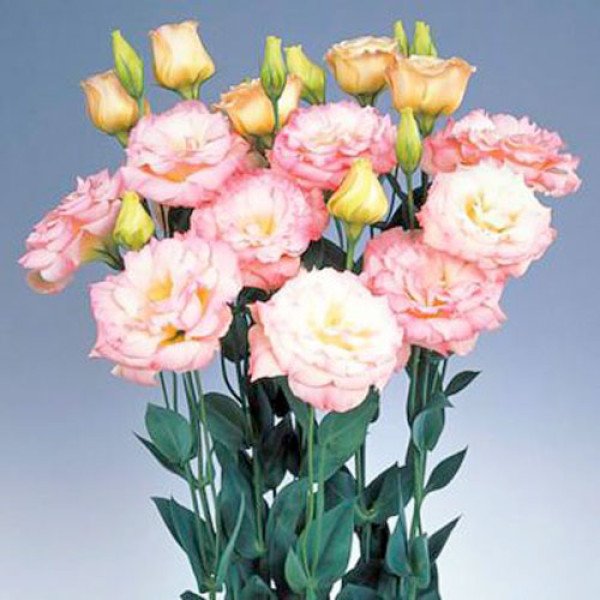 Семена эустомы ABC F1 шампань (champagne) /100 семян (драже)/ *Pan American*