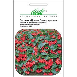 Бегонія Дреген Вінг червона /5 насінин/ *Професійне насіння*
