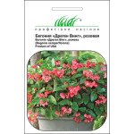 Бегонія Дреген Вінг рожева /5 насінин/ *Професійне насіння*