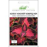 Колеус Чоколейт Коверед Чері /5 насінин/ *Професійне насіння*