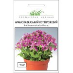 Арабіс Лотті рожевий /10 насінин/ *Професійне насіння*