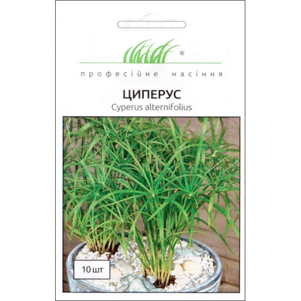 Семена циперуса /10 семян/ *Профессиональные семена*