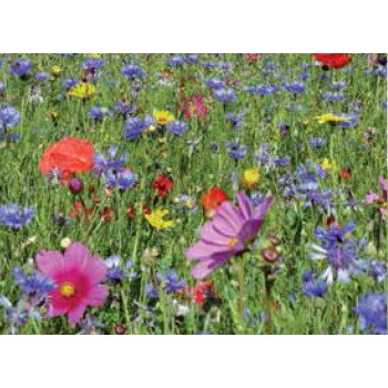 Суміш Метелики /30г /*Nova Flore*