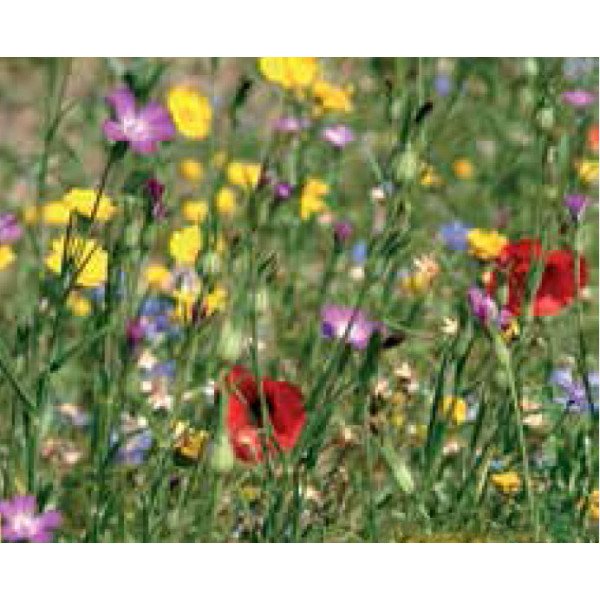 Суміш Дикі квіти /60 г/ *Nova Flore*