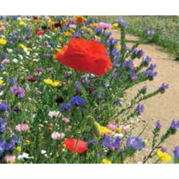 Суміш Для сухих ґрунтів /200 г/ *Nova Flore*