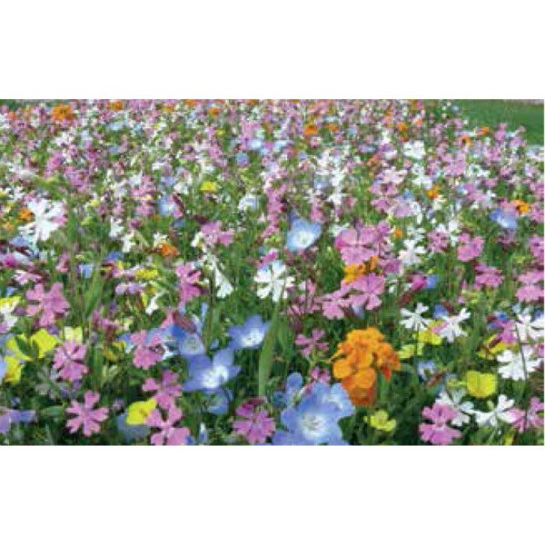 Суміш Екстра Шорт /200 г/ *Nova Flore*