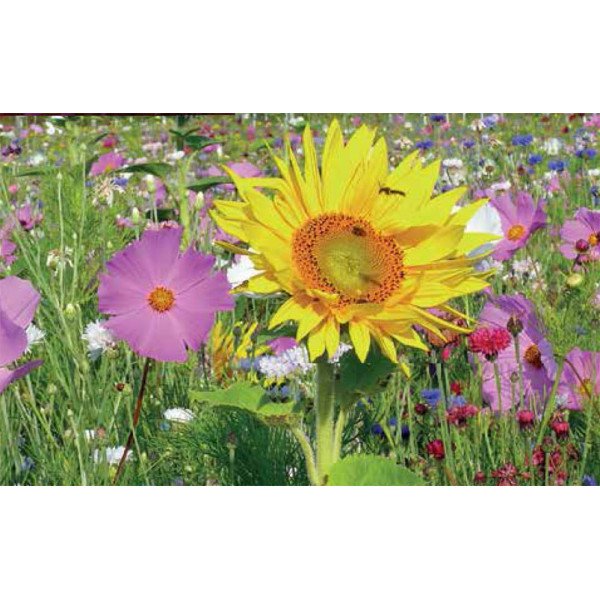 Смесь Медоносы /200 г/ *Nova Flore*