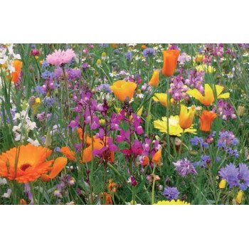 Суміш Багаторічники /500 г/ *Nova Flore*