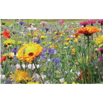 Суміш Мультиколор /200 г/ *Nova Flore*