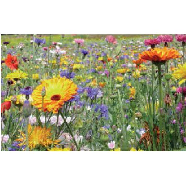 Суміш Мультиколор /200 г/ *Nova Flore*