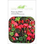 Родохитон Родос /5 семян/ *Профессиональные семена*