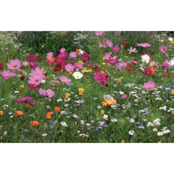 Суміш Сенсація /200 г/ *Nova Flore*