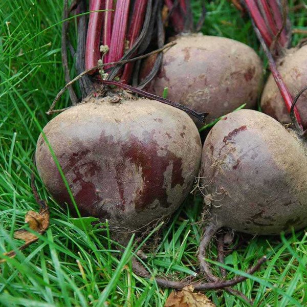 Семена свеклы Рэд Бул /1 кг семян/ *United Genetics*