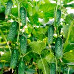 Огірок Арктика F1 /50 насінин/ *Професійне насіння*