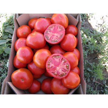 Томат Уракан F1 /20 семян/ *Профессиональные семена*