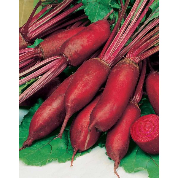 Семена свеклы Фороно /200 семян/ *Профессиональные семена*