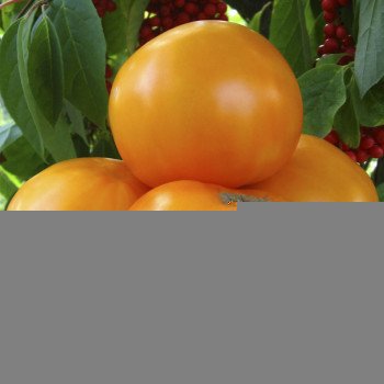 Томат Оранж Флейвор F1 /10 насінин/ *Професійне насіння*