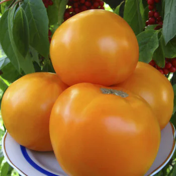Томат Оранж Флейвор F1 /10 насінин/ *Професійне насіння*