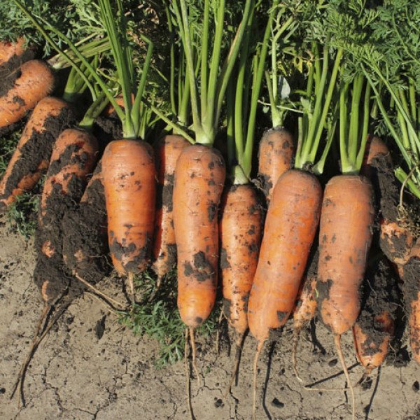 Семена моркови Чикаго F1 /400 семян/ *Профессиональные семена*